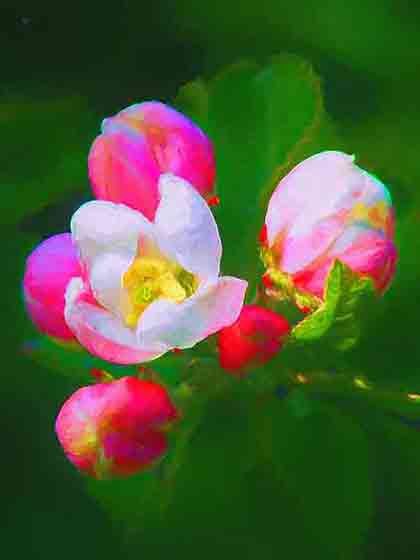 Apple flowers blossoming Apple Blossoms: White Flower and Pink Buds on Green by Wiesław Sadurski.