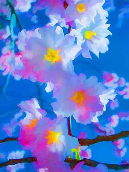 Cherry blossoming against the sky Cherry Blossoms Skyward: White and Pink Flowers Digital Art by Wiesław Sadurski.