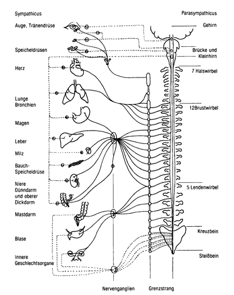 Sympathetic and Parasympathetic Nervous System Sympathetic and Parasympathetic Nervous System, Anatomical Atlas of Man by Wieslaw Sadurski