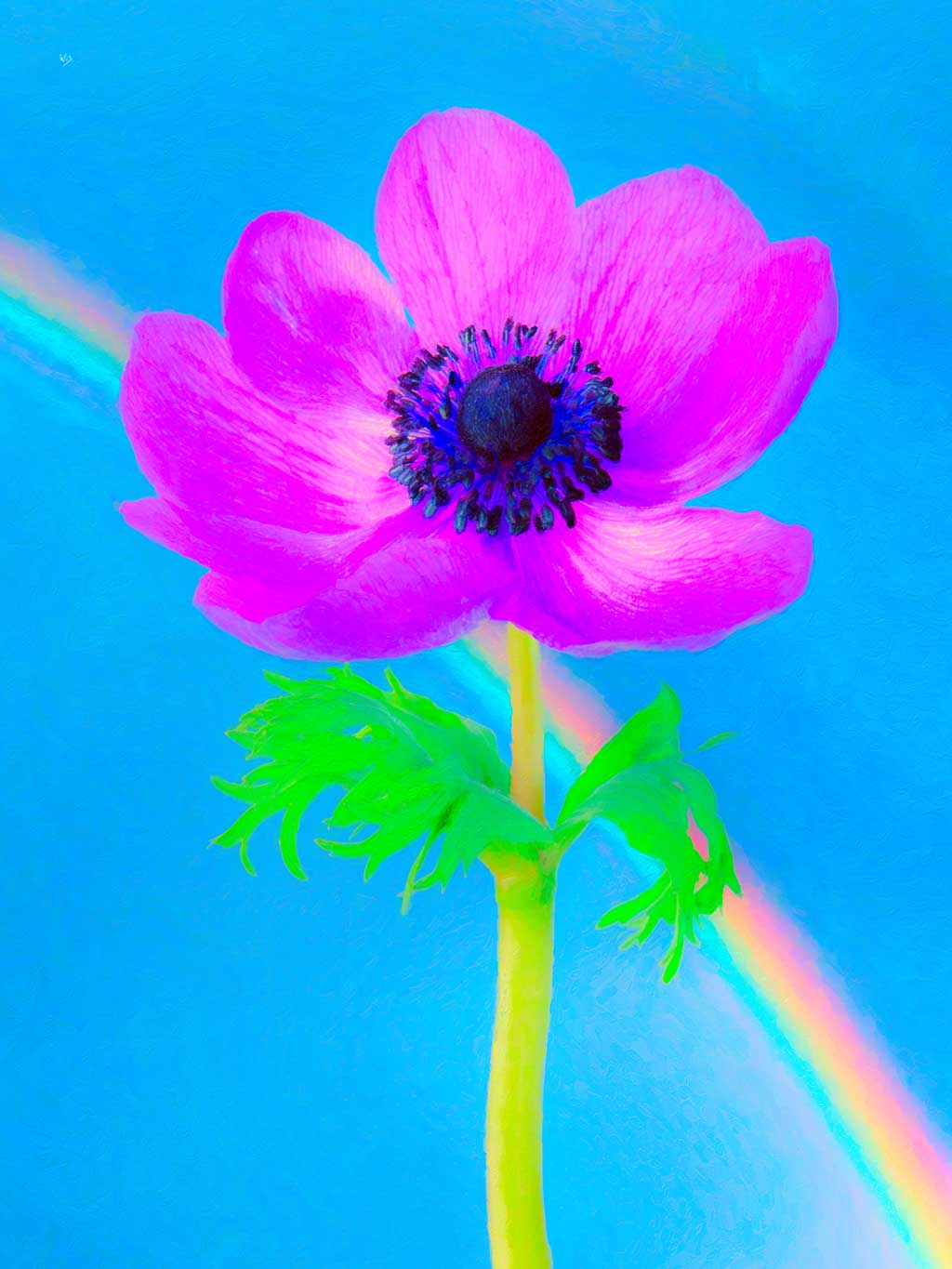 Lila Flower Rainbow Lila Flower Rainbow, digital painting on Art Canvas Print by Wieslaw Sadurski