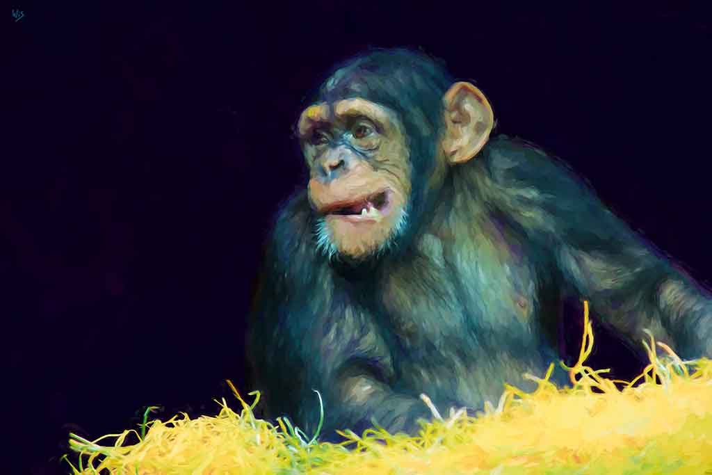 Chimpansee in the night Chimpansee in the night, digital portrait painting on Art Canvas Print by Wieslaw Sadurski