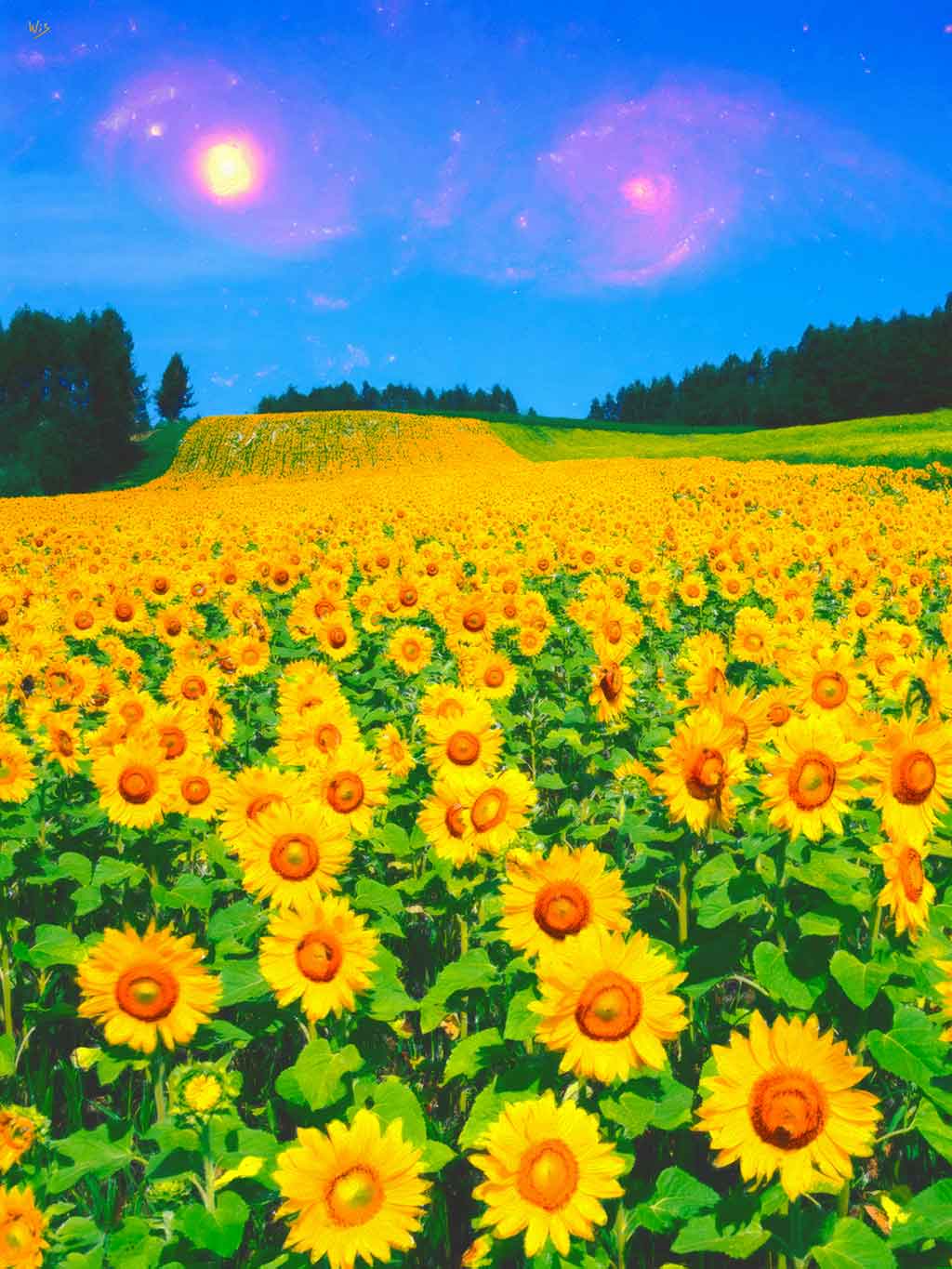Sunflower Field Galaxies Sunflower Field Galaxies, digital painting on Art Canvas Print by Wieslaw Sadurski