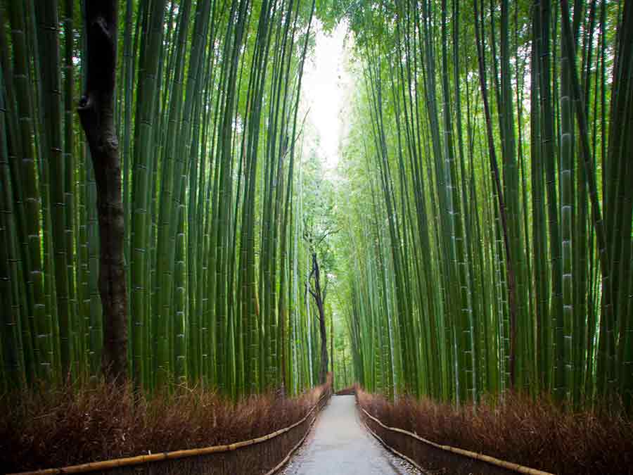 Bamboo Forest in Kyoto Bamboo Forest in Kyoto walking path, photo by Wieslaw Sadurski