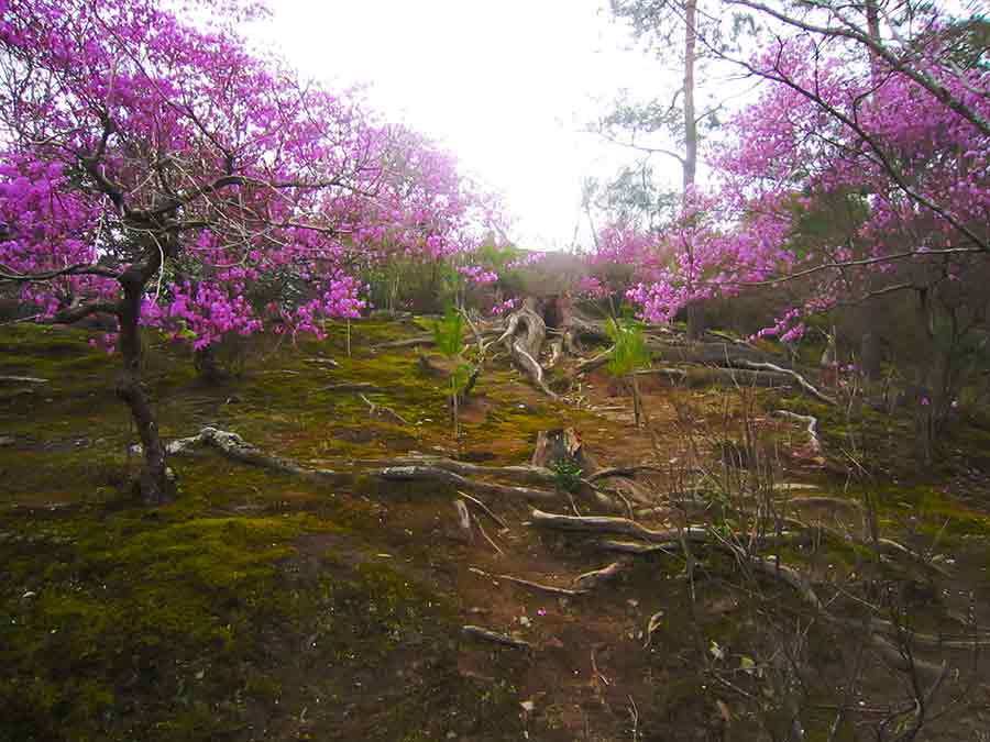 Sogenchi zen garden Sogenchi Zen Garden Kyoto blossoming cherries, photo by Wieslaw Sadurski