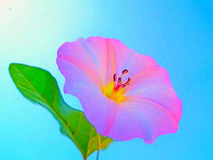 Morning Glory flower in radiant pink against a serene blue sky, digital painting by Wiesław Sadurski.