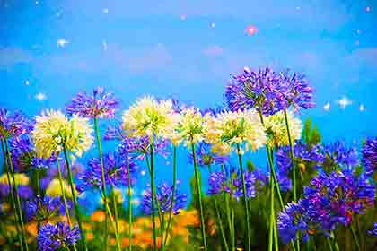 Vibrant summer flower meadow under a star-filled sky, digital artwork by Wiesław Sadurski.
