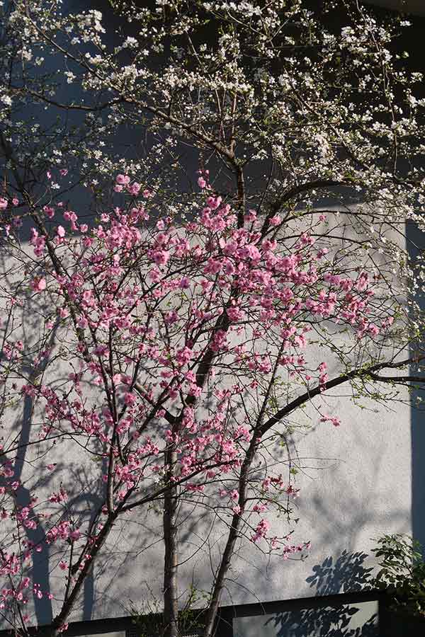 Pink and white blooming cherries